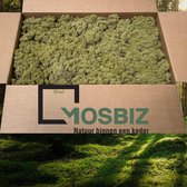 MosBiz Rendiermos Kiwi 2 laags (2,6 kilo) voor decoraties, schilderijen en mos wanden
