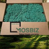 MosBiz Rendiermos Pacific green 2 laags (2,6 kilo) voor decoraties, schilderijen en mos wanden