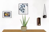 Aloe Vera Kamerplant - ± 30cm hoog - 12cm diameter - in groene pot