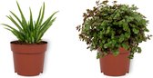 Set van 2 Kamerplanten - Aloë Vera & Callisia Turtle - ±  30cm hoog - 12cm diameter