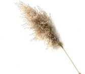 Gedroogd Pampa Gras Decoratie voor binnenhuis -  - 10 pcs pampas