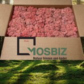 MosBiz Rendiermos Pink 2 laags (2,6 kilo) voor decoraties, schilderijen en mos wanden