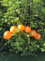 20 knoopballonnen Oranje met Gratis Ballonslinger