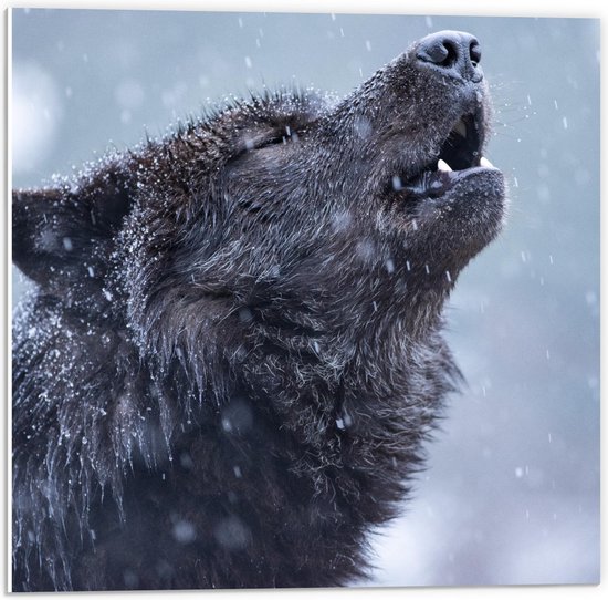 Forex - Huilende Wolf in de Regen - 50x50cm Foto op Forex