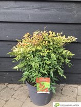 Osmanthus Burkwoodii Schijnhulst Bolvorm 90-100 diameter