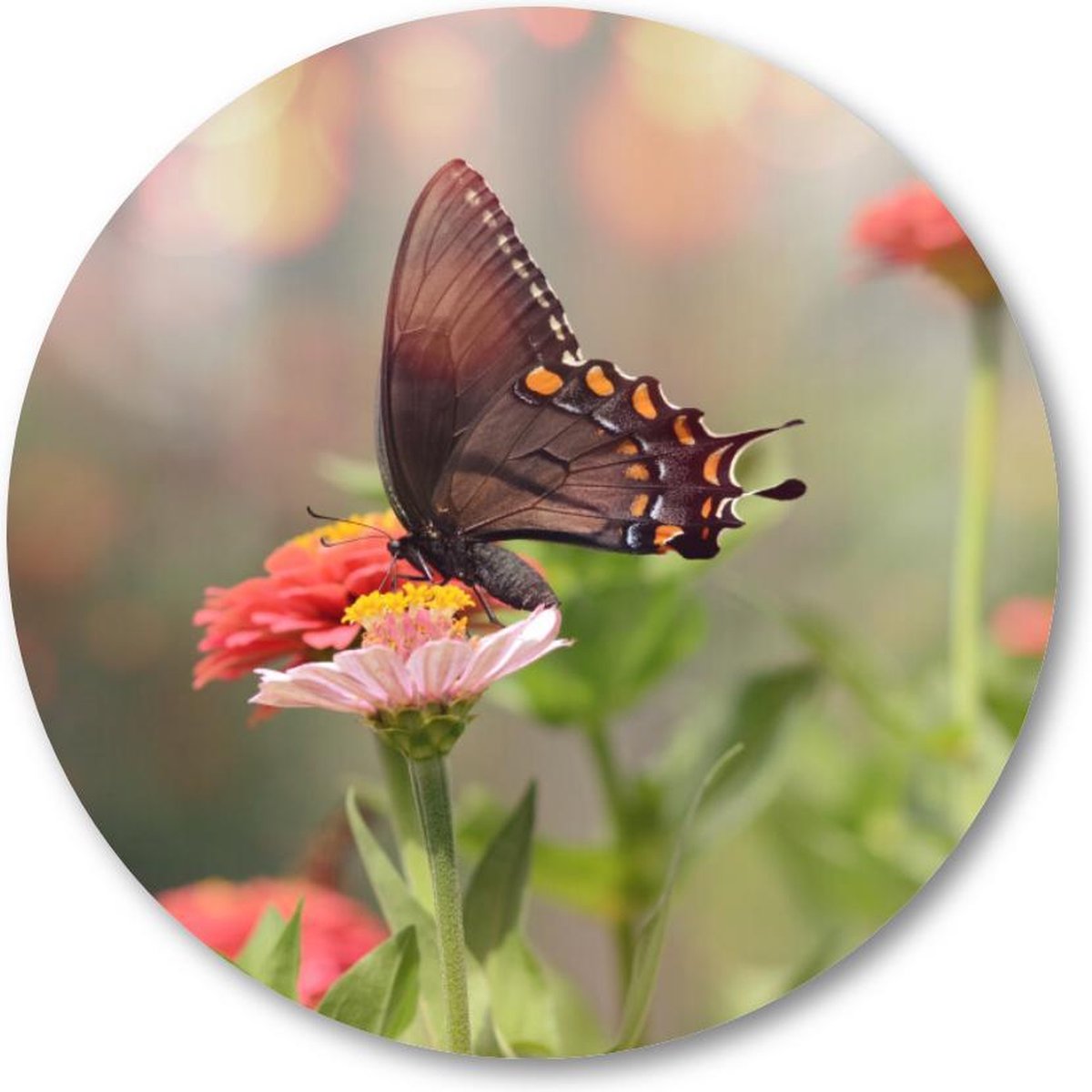 Kleine zwarte satyrium vlinder op een roze bloem - Muurcirkel 40cm - Wandcirkel voor buiten - Aluminium Dibond - Dieren - Natuur - Bloemen