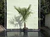 Trachycarpus Fortunei 20 - 30 cm stamhoogte
