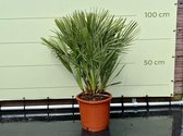 Palmboom - Chamaerops Humilis - stamhoogte 10 cm