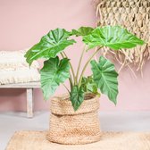 Alocasia Portadora | Kamerplant | Groene plant | Potmaat 21cm | Hoogte 85cm | Geleverd in kwekerspot