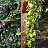 Boom - Malus domestica 'zuil-appel Silvan' pot gekweekt in een 7 liter pot. 90% fruitgarantie! Voor moestuin, tuin terras of balkon.