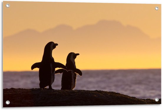 Tuinposter - Pinguïns aan het Water - Foto op Tuinposter (wanddecoratie voor buiten en binnen)