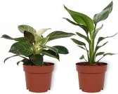 Set van 2 Kamerplanten - Strelitzia Reginae & Philodendron White Wave - ±  30cm hoog - 12cm diameter