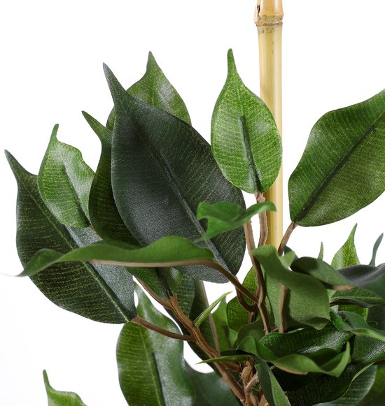 Close-up van groene ficusbladeren en bamboestok.