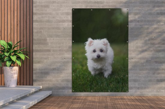 Affiche de jardin chien maltais sur pelouse 120x180 cm - Toile de jardin / Toile d'extérieur / Peintures d'extérieur (décoration de jardin) XXL / Groot format!