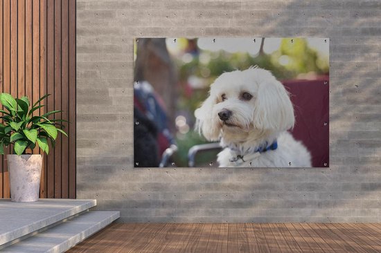 Affiche de jardin mignon chien maltais 180x120 cm - Toile de jardin / Toile d'extérieur / Peintures d'extérieur (décoration de jardin) XXL / Groot format!