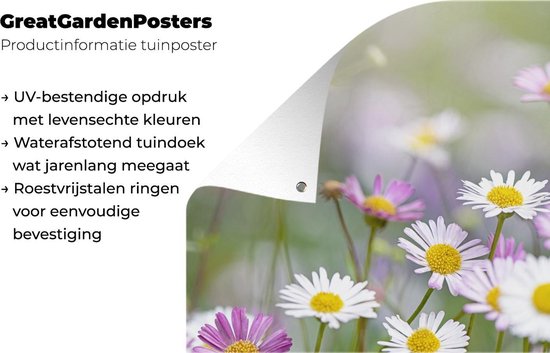 Gros plan de marguerites 80x120 cm