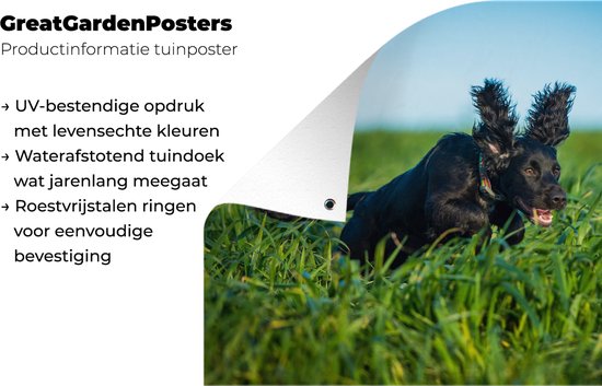 Affiche de jardin Un cocker anglais de couleur noire dans l'herbe verte 120x80 cm - Toile de jardin / Toile d'extérieur / Peintures pour l'extérieur (décoration de jardin)