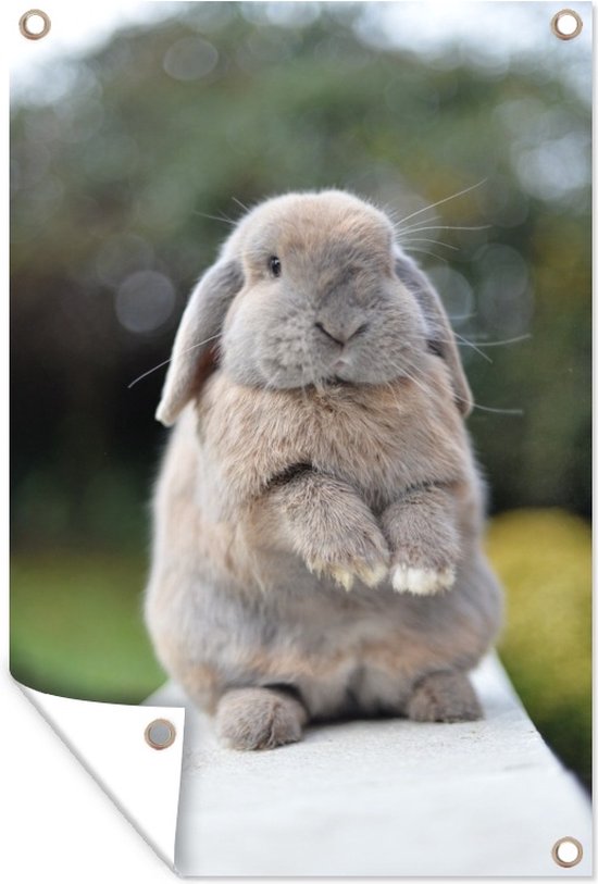 Lop nain assis sur un mur affiche de jardin toile en vrac 60x90 cm - toile de jardin / toile d'extérieur / Peintures pour l'extérieur (décoration de jardin)