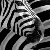 Tuinposter - Dieren / Wildlife - Zebra in grijs / zwart / wit - 120 x 120 cm.