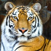 Tuinposter - Dieren / Wildlife - Tijger in wit / bruin / beige / zwart - 160 x 160 cm