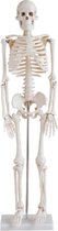 Anatomie model menselijk skelet - medium uitvoering - 85 cm