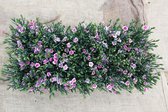 Anjers 'Pink Kisses' - vaste plant - Ø13cm - 6 plantjes