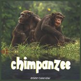 Chimpanzee 2022 Calendar