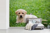 Behang - Fotobehang Labrador Puppy in gras - Breedte 420 cm x hoogte 280 cm