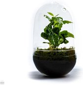 Growing Concepts DIY Duurzaam Ecosysteem Egg Large - Planten - Coffea Arabica - H30xØ18cm