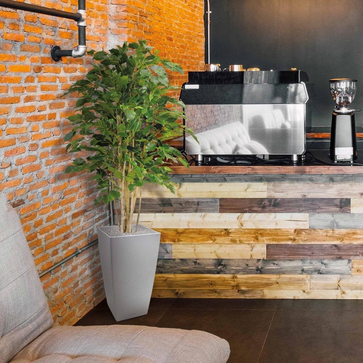 Designplants Ficus Exotica Kunstplant 125