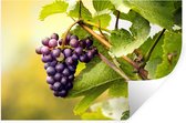 Stickers Stickers muraux - Une grappe de raisin sur une vigne - 30x20 cm - Feuille adhésive