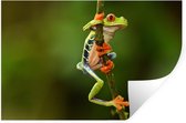 Sticker Muursticker Résidents de la jungle - Grenouille aux yeux rouges injungle - 30x20 cm - feuille autocollante - sticker mural repositionnable