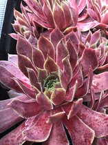 6 x Sempervivum 'Red Chief' - Huislook - P9 Pot (9 x 9cm) - Dima Vaste Planten