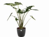 FloriaFor - Alocasia Zebrina Met Elho Sierpot - - ↨ 100cm - ⌀ 24cm
