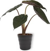 Alocasia Wentii in Dawn Antraciet - 12cm