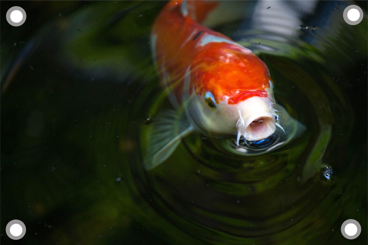 Koi-karper A tuinposter los doek 120x80 cm - Tuindoek / Schilderij voor buiten / Tuindecoratie