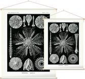 Cidaris - Echinidea (Kunstformen der Natur), Ernst Haeckel - Foto op Textielposter - 120 x 160 cm