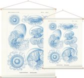 Aequorea - Leptomedusae (Kunstformen der Natur), Ernst Haeckel - Foto op Textielposter - 45 x 60 cm