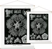 Astrophyton - Ophiodea (Kunstformen der Natur), Ernst Haeckel - Foto op Textielposter - 45 x 60 cm