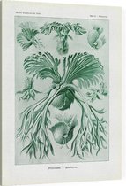 Platycerium - Filicinae (Kunstformen der Natur), Ernst Haeckel - Foto op Canvas - 75 x 100 cm