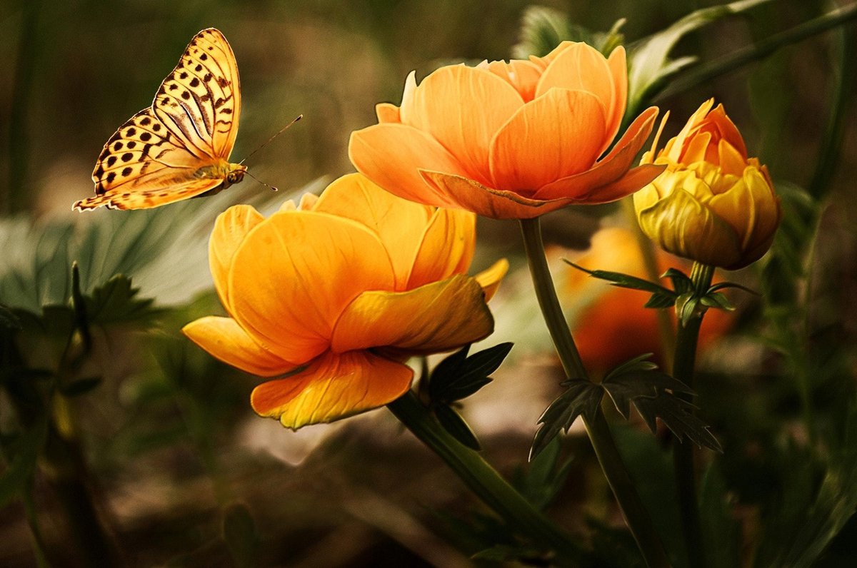 Bloem met vlinder tuinposter los doek 120x80 cm - Tuindoek / Schilderij voor buiten / Tuindecoratie
