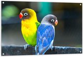 Tuinposter – Geel/Blauwe Vogeltjes  - 120x80cm Foto op Tuinposter  (wanddecoratie voor buiten en binnen)
