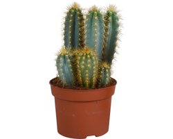 Pilosocereus azureus 12 cm
