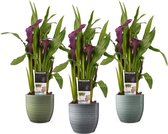 Plantjescoren.nl Decorum Zantedeschia Paars in Bergamo keramiek (3 stuks) ↕ 40 cm Pot Ø 12 cm