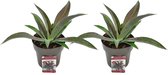 Duo Mangave ‘Mission To Mars’ - Vers Van De Kweker - ↨ 15cm - ⌀ 15cm - [Mama's Planten]