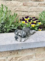 Slapende puppy Schnauzer levensecht 7 cm hoog - polyester - polystone - beeld - tuinbeeld - hoogkwalitatieve kunststof - decoratiefiguur - interieur - accessoire - voor binnen - vo