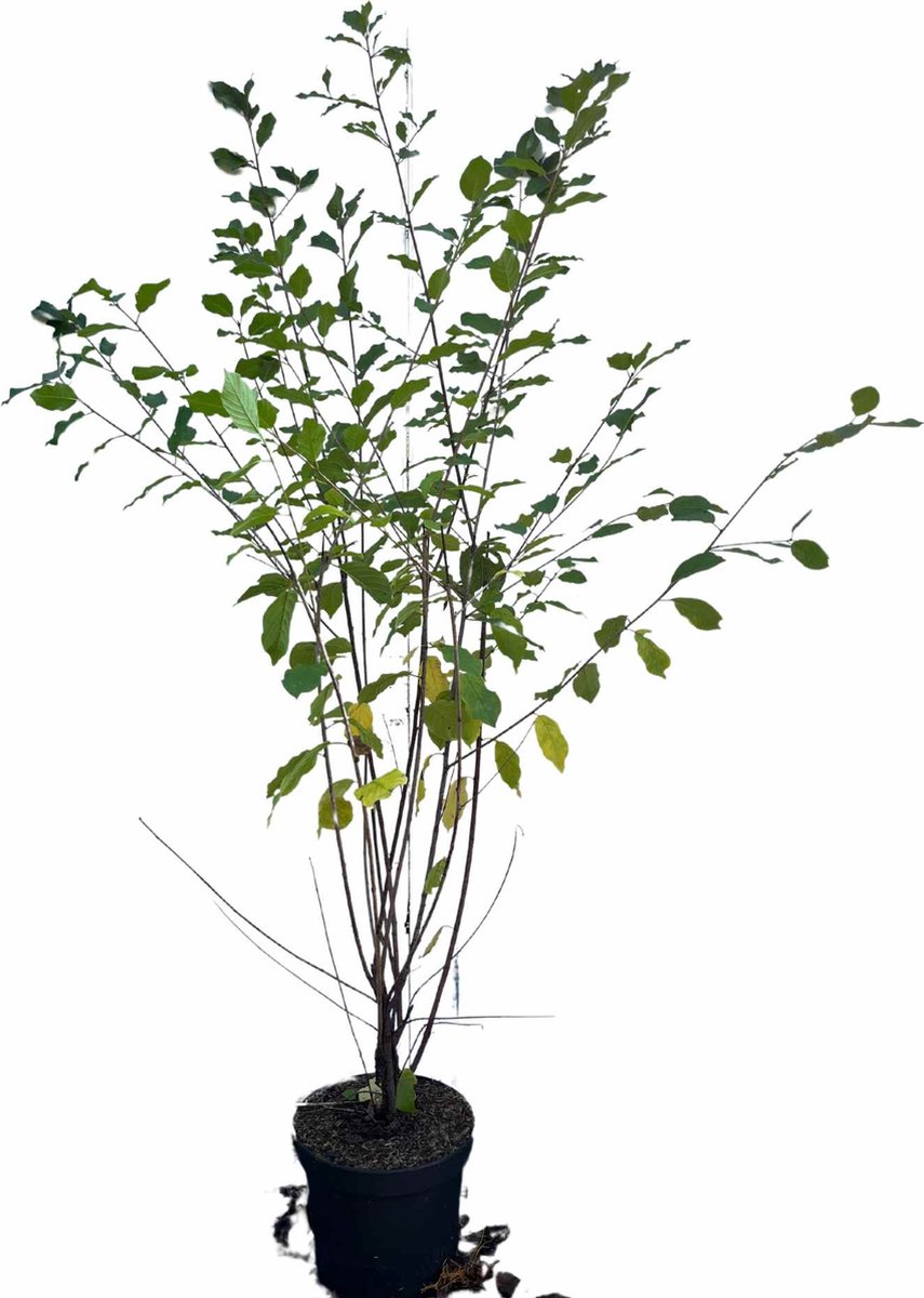 Gewone vuilboom / Sporkehout 60-80 cm (in pot) - Frangula alnus - Ø23 cm - inheemse plant - lange bloei- en vruchtperiode - onderhoudsarm