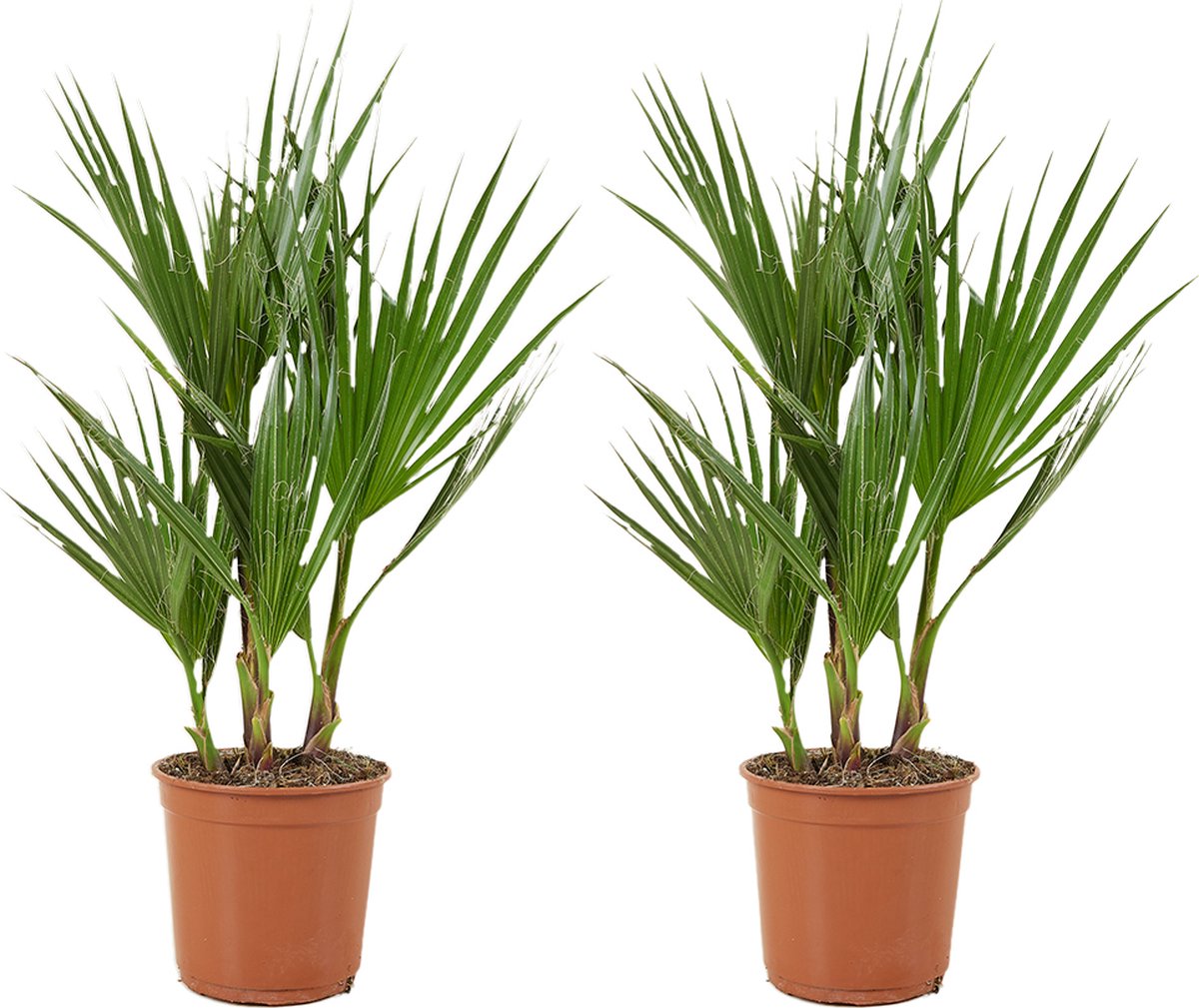 Bloomique - Set van 2 - Washingtonia Robusta - Mexicaanse Waaierpalm - Palmboom Winterhard - Tuinplanten - Hoogte 50-60 cm - Pot 14 cm