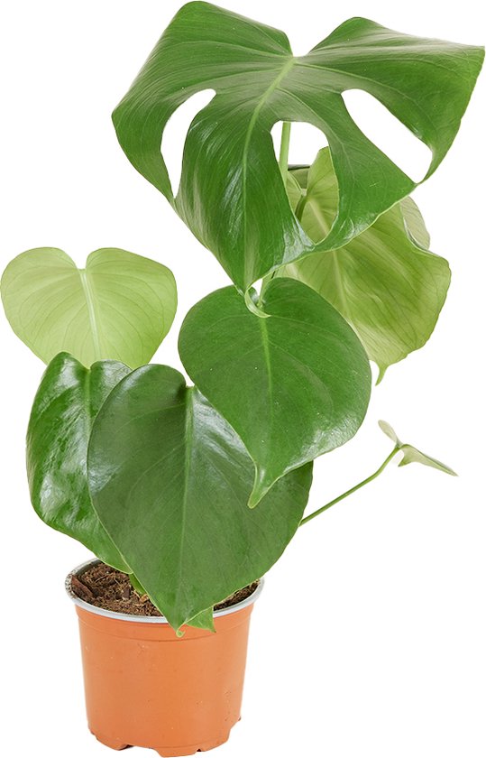 Bloomique - Monstera Deliciosa - Gatenplant - Kamerplanten - Luchtzuiverend - Gemakkelijk in onderhoud - 30-40 cm Hoog - Pot 12 cm