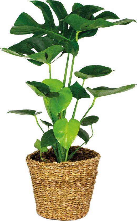 Bloomique - Monstera Deliciosa - Gatenplant - Kamerplanten - Luchtzuiverend - Gemakkelijk in onderhoud - 70-80 cm Hoog - In Rotan Mand 21 cm
